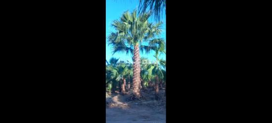 نخل🌴 واشنطني زينه🌴 امريكي